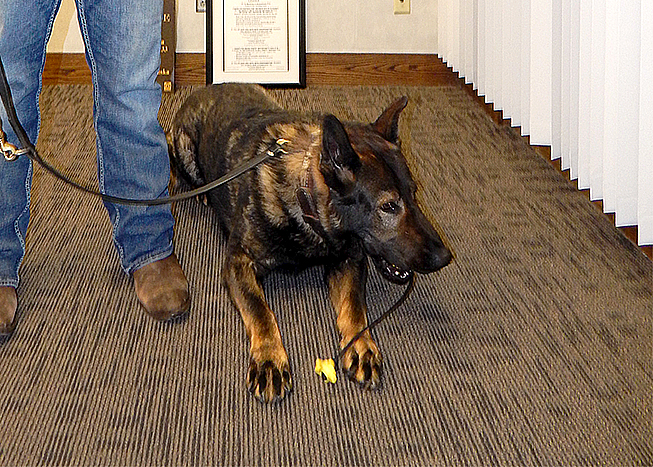 K9- Bruno – Official Site for the City of Windom